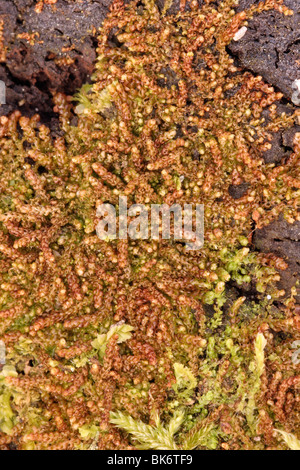 Wood-rust (Nowellia curvifolia), a leafy liverwort on a rotten log, UK. Stock Photo