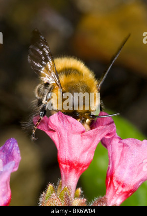 hairy footed flower bee Anthophora plumipes.  Male, feeding on a pulmonaria flower. Stock Photo