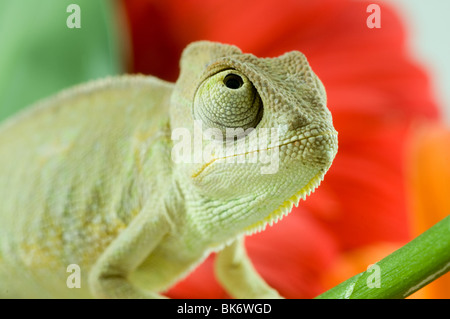 Chameleon on flower. Isolation on white Stock Photo