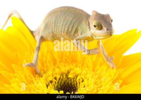 Chameleon on flower. Isolation on white Stock Photo