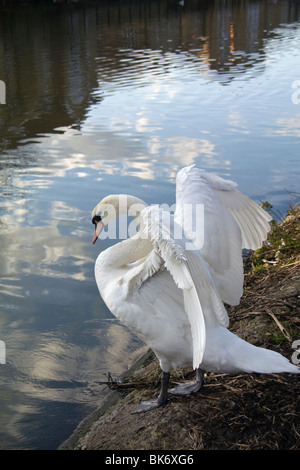 A mute swan on the banks of River Lee, London, 2010. Stock Photo