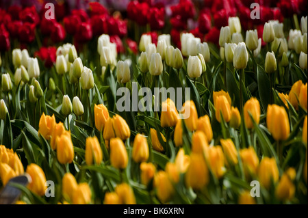 April is tulip time in the Skagit Valley, near Mt. Vernon, Washington. This was taken at RoozenGaarde gardens during their peak. Stock Photo