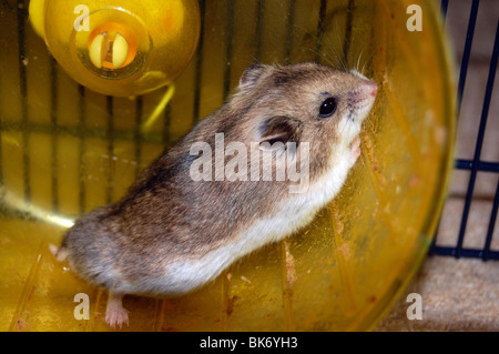A Chinese Dwarf Hamster Running in its wheel Stock Photo