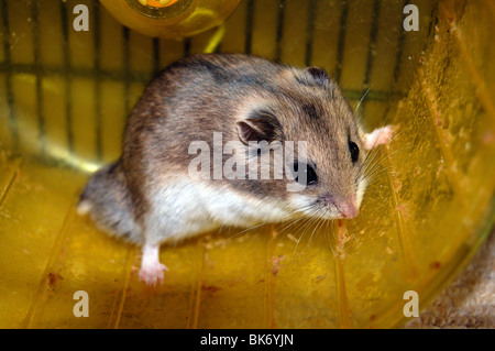 A Chinese Dwarf Hamster Running in its wheel Stock Photo