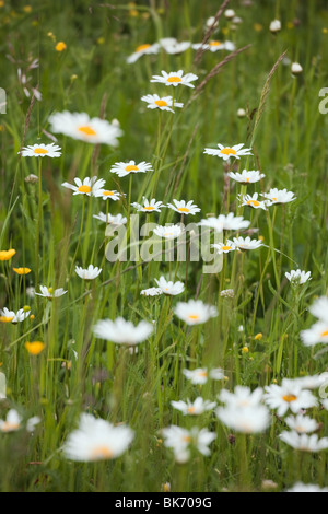 Europe. Ox-eye Daisies (Leucanthemum vulgare) growing with buttercups in a wildflower meadow Stock Photo