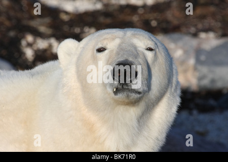 Large wild male Polar Bear at Hudson Bay, Canada Stock Photo
