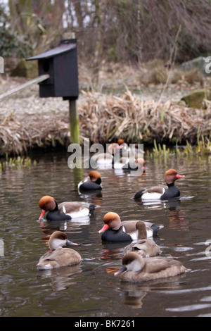 Flock Of Male and Female Red-crested Pochard Netta rufina Swimming At Martin Mere WWT, Lancashire UK Stock Photo
