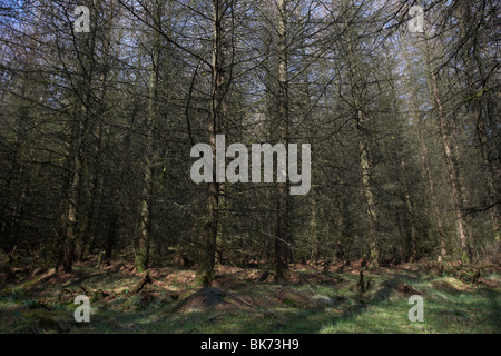 Ballyboley forest with japanese larch larix kaempferi karamatsu trees county antrim northern ireland uk Stock Photo