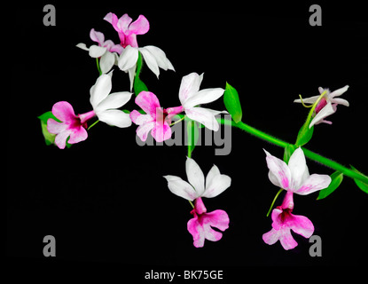 Close-up of a Calanthe orchid flower Stock Photo