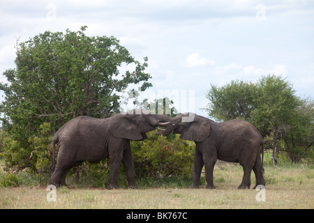 Two elephant bulls fighting in the african bush Stock Photo