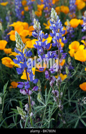 Spring Wildflowers, Desert Lupine (Lupinus sparsiflorus), bloom in the Sonoran Desert, Tucson, Arizona Stock Photo