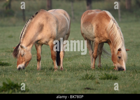 fjord and haflinger horse Stock Photo