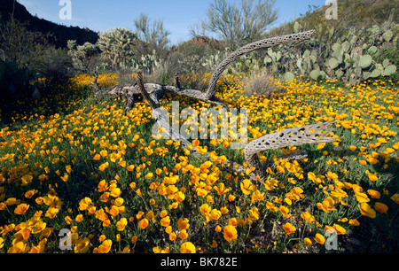 Spring Wildflowers, California Poppies (Eschscholzia californica ssp. mexicana), blooming Tucson Mountains, Tucson, Arizona Stock Photo