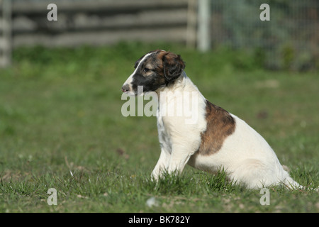 sitting Borzoi Puppy Stock Photo