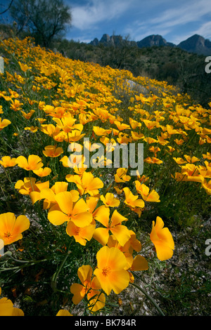 Spring Wildflowers, Mexican Gold Poppies (Eschscholzia californica ssp. mexicana), bloom in the Sonoran Desert, Tucson, Arizona Stock Photo