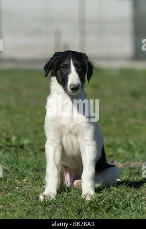 sitting Borzoi Puppy Stock Photo