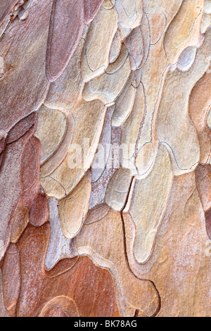 Coarse blotched bark of old crimea pine tree (Stankevycha pine). Detailed macro. Stock Photo