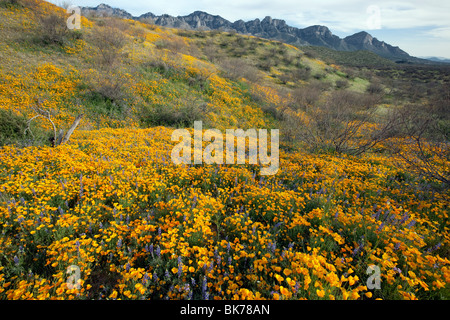 Sea of Wildflowers, California Poppies and Desert Lupine, Catalina State Park, Tucson, Arizona Stock Photo