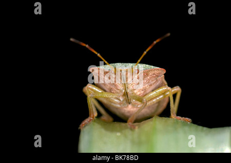 Green shieldbug on leaf. Palomina Prasina, Order Hemiptera sub order Heteroptera Family Acanthosomidae Stock Photo