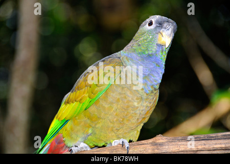 Scaly-headed parrot, Pionus maximiliani, Foz do Iguaçu, Parana, Brazil Stock Photo