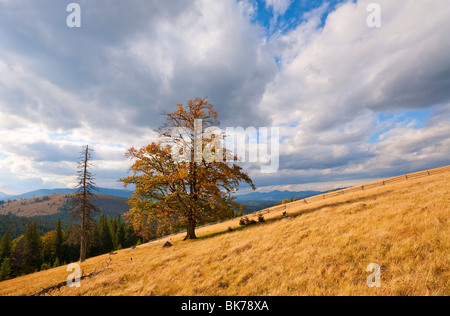 Lonely tree on autumn mountainside (and sky with fleecy clouds). Stock Photo
