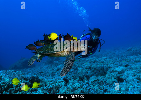 Diver observes as Green sea turtle, Chelonia mydas, gets cleaned by reef fish, Kona, Hawaii Stock Photo