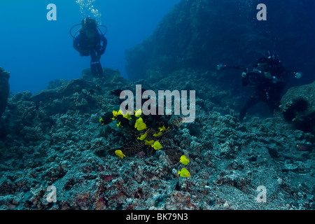 Diver observes as Green sea turtle, Chelonia mydas, gets cleaned by reef fish, Kona, Hawaii Stock Photo