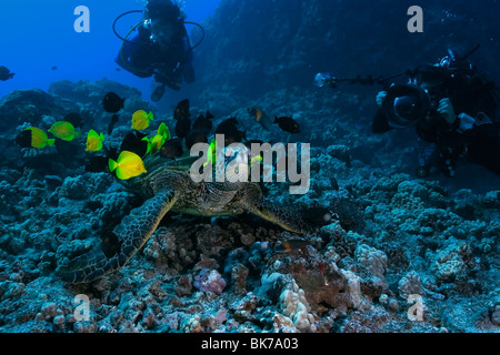 Diver observes as Green sea turtle, Chelonia mydas, gets cleaned by reef fish, Kona, Hawaii Stock Photo