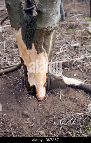 Tree damaged bark eaten by deer Stock Photo