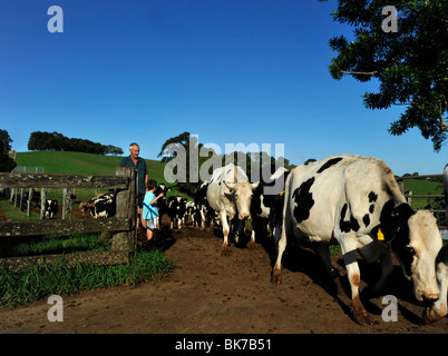 Dairy Farm Australia Stock Photo