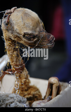 Llama fetus at  Miner's Market in Potosi, Bolivia Stock Photo