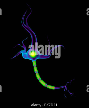 Nerve cell, artwork Stock Photo - Alamy