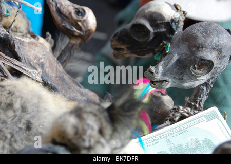 Llama fetuses at the Miner's Market in Potosi, Bolivia Stock Photo