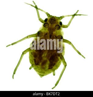 Aphid, light micrograph Stock Photo