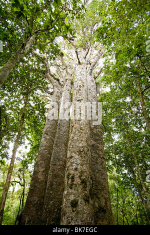 Northland, Waipoua Forest, giant Kauri trees Stock Photo