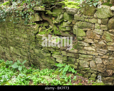 tree roots growing through wall Stock Photo