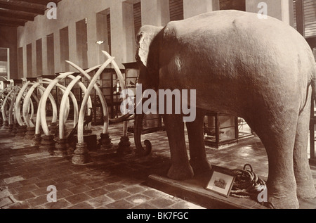 Stuffed elephant and ivory tusks dating from around 1890, in Bangkok Museum, Bangkok, Thailand, Southeast Asia, Asia Stock Photo