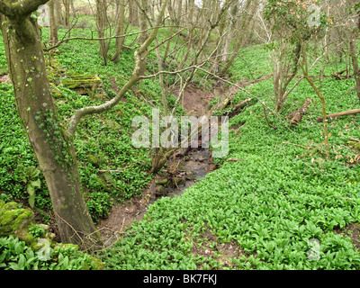 Wild garlic in woods Stock Photo