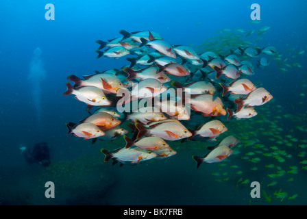 School of snappers, South Africa Stock Photo