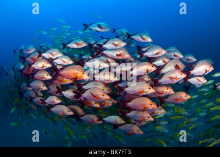School of snappers, South Africa Stock Photo