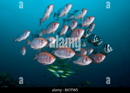 School of big eye snappers, South Africa, Indian Ocea Stock Photo