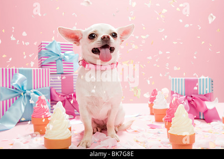 Chihuahua Birthday Party Stock Photo Alamy