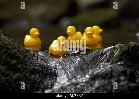 yellow plastic toy ducks on a fast flowing river going over rocks in the uk Stock Photo