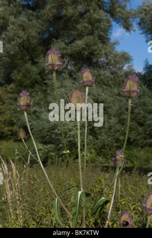 teasels in summer sun Stock Photo