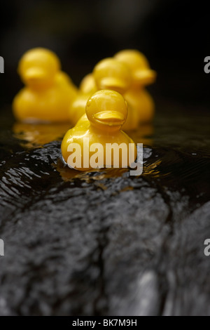 yellow plastic toy ducks on a fast flowing river in the uk Stock Photo