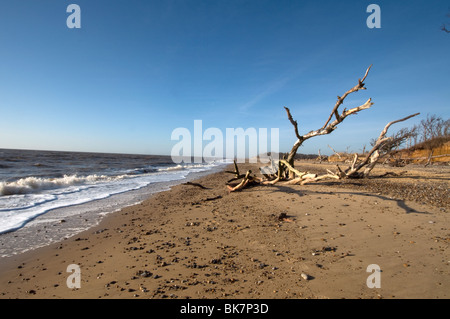 Dead Tree on the Beach with clifftops and trees at Covehithe Suffolk East Anglia England United Kingdom Stock Photo