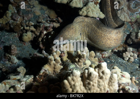 Giant moray, Gymnothorax javanicus, free swimming next to fish, Kona, Big Island, Hawaii, USA Stock Photo