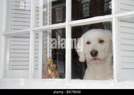 Alexandria Virginia,Old Town,King Street,historic district,house home houses homes residence,housing,window,white poodle,dog,pet,figurine,looking out, Stock Photo