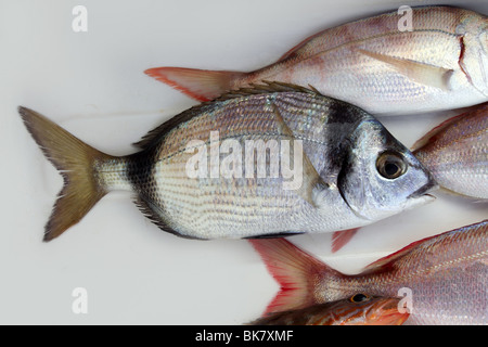 diplodus vulgaris fish two band bream in mediterranean fisherman catch Stock Photo