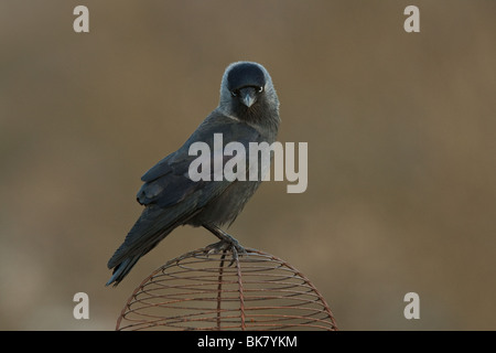 Jackdaw (Corvus monedula) sitting on chimney cover, Windermere, Cumbria Stock Photo